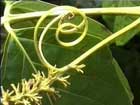Guaranaswing Blüte