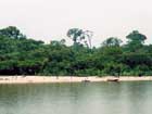 Amazonas - Guarana Swing - direkt vom Rio Maues