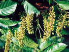 Guarana Swing Blütenstände