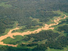 Tradtioneller Guarana Anbau in Maues Amazonas