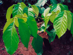 Paullinia cuoana sorbilis guarana swing